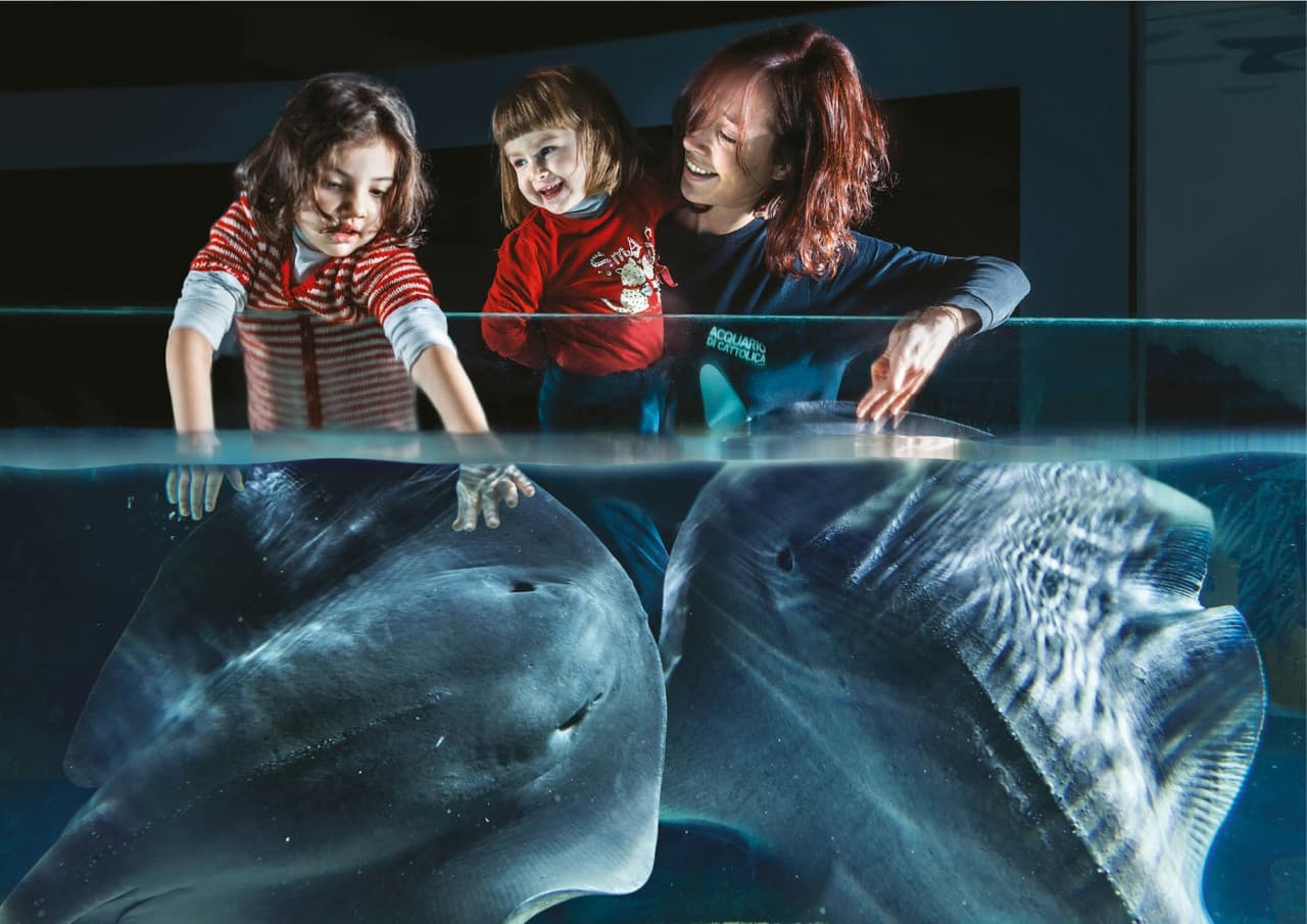 Aquarium of Cattolica Ticket - image 3